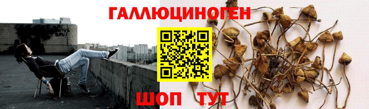 Прокопьевск  Псилоцибиновые грибы Psilocybine cubensis  Вход с VPN  Галлюциногенные грибы Cubensis 